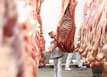 Visual Carcasses and muscles